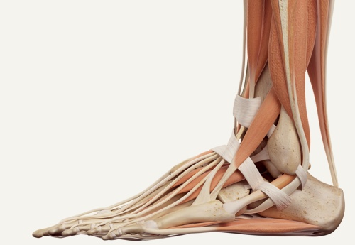 Comprehension Bunions Factors Indications plus Treatments