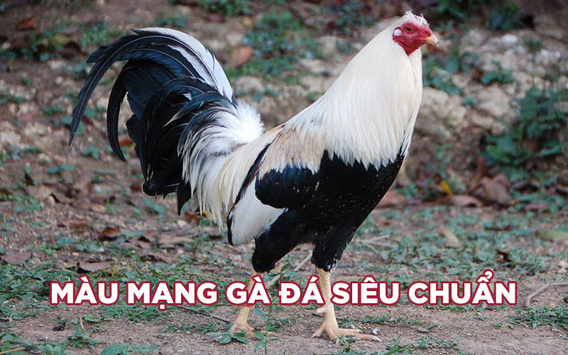 Màu mạng gà đá siêu chuẩn – Những điều kê thủ cần biết